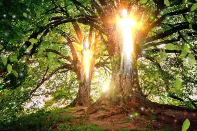 albero luce_Moment albero luce