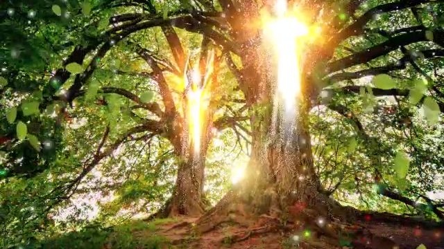 albero luce