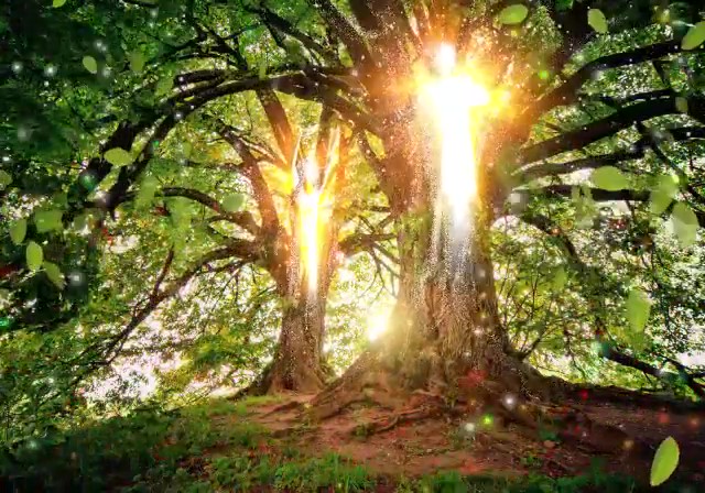 albero luce