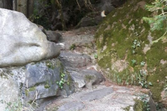 Bosco Valchiavenna