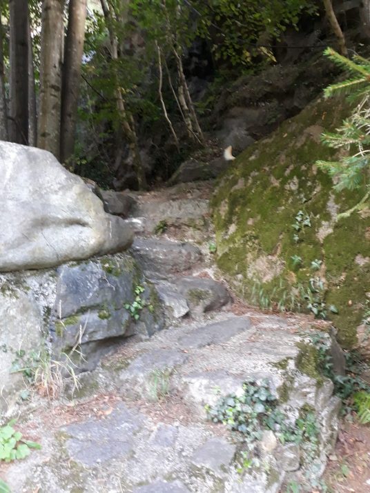 bosco Bosco Valchiavenna